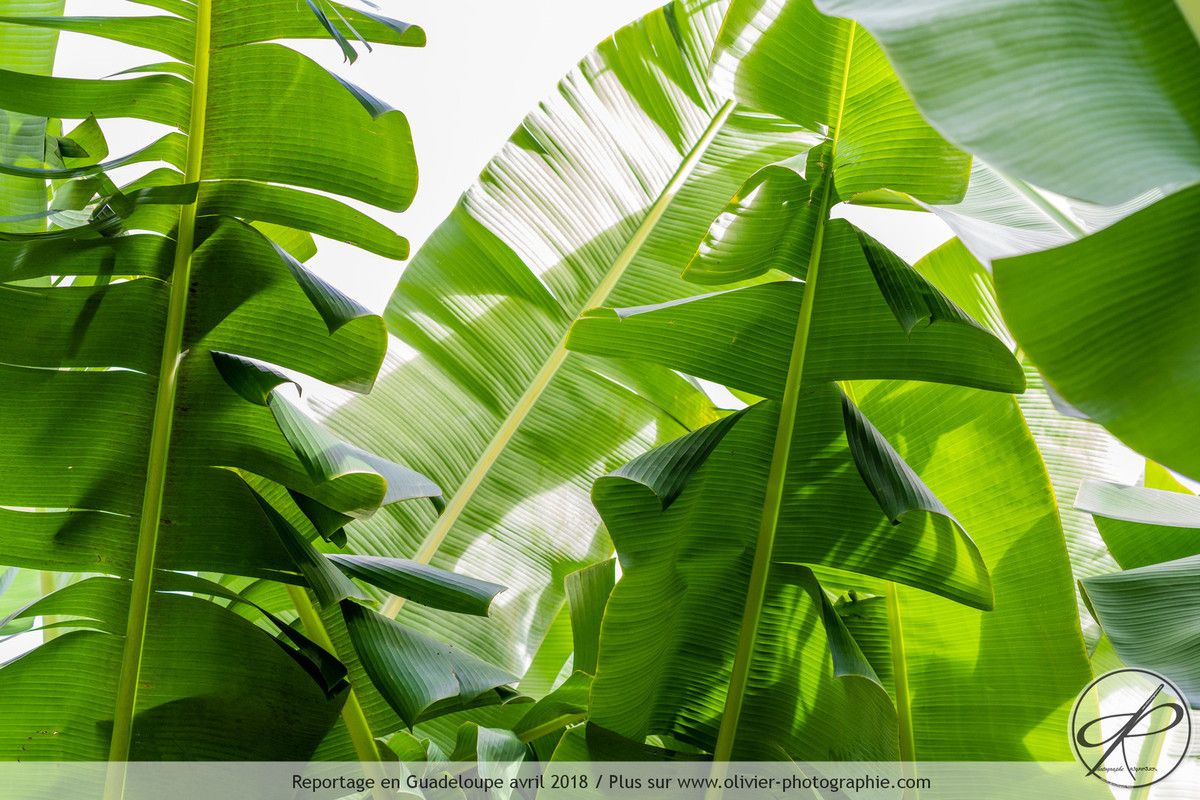 Reportage dans une bananeraie en Guadeloupe
