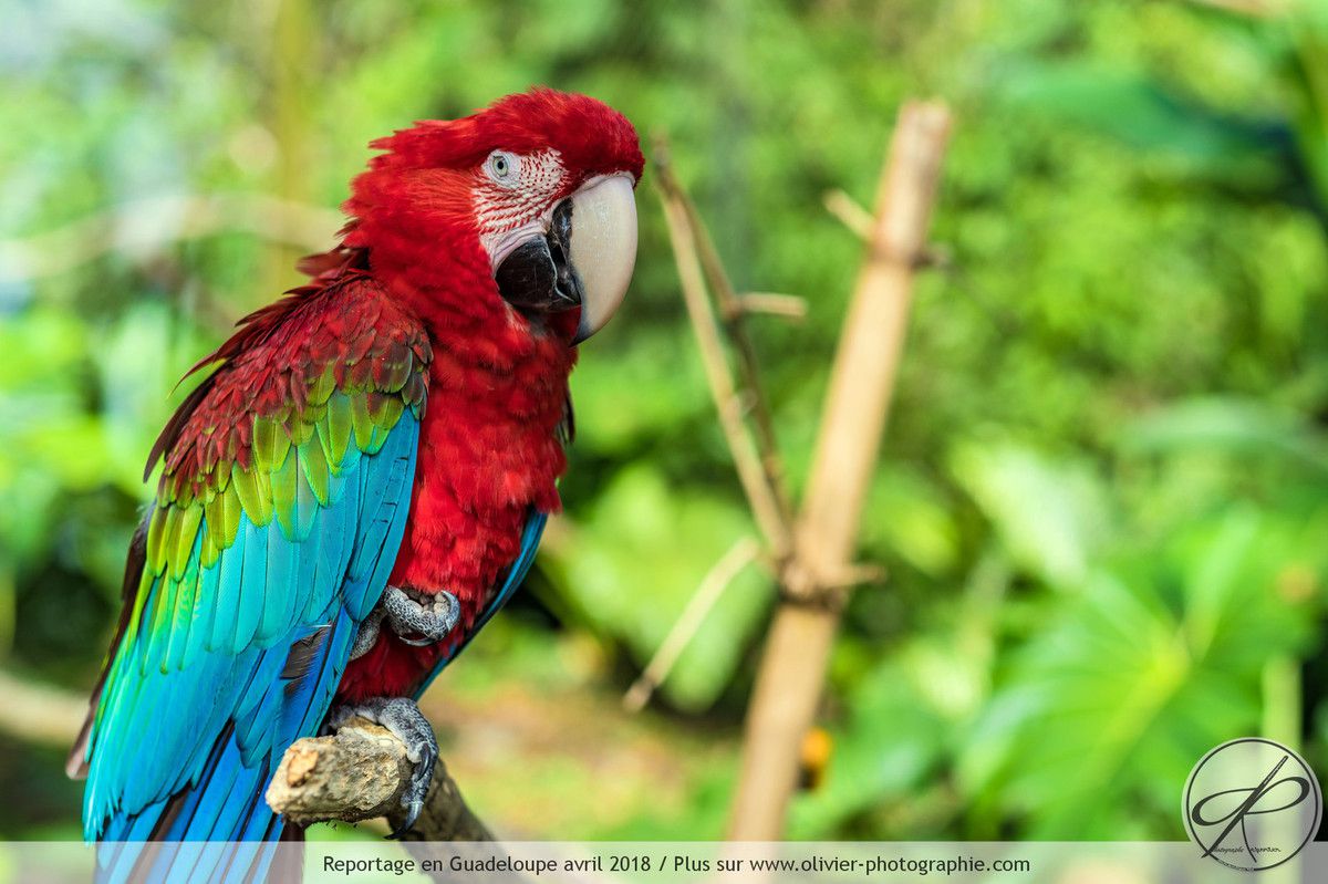 Photographies de reportage animalier en Guadeloupe