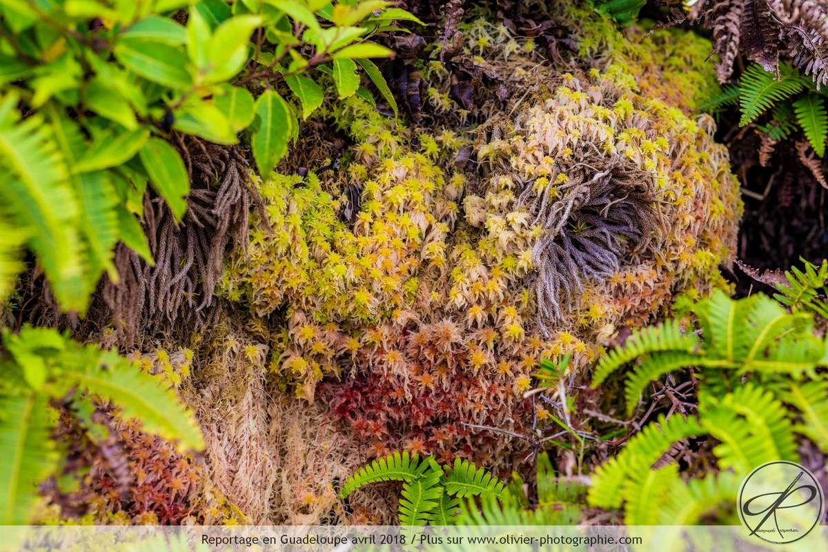 Photographies réalisées sur le Volcan la Soufrière en Guadeloupe