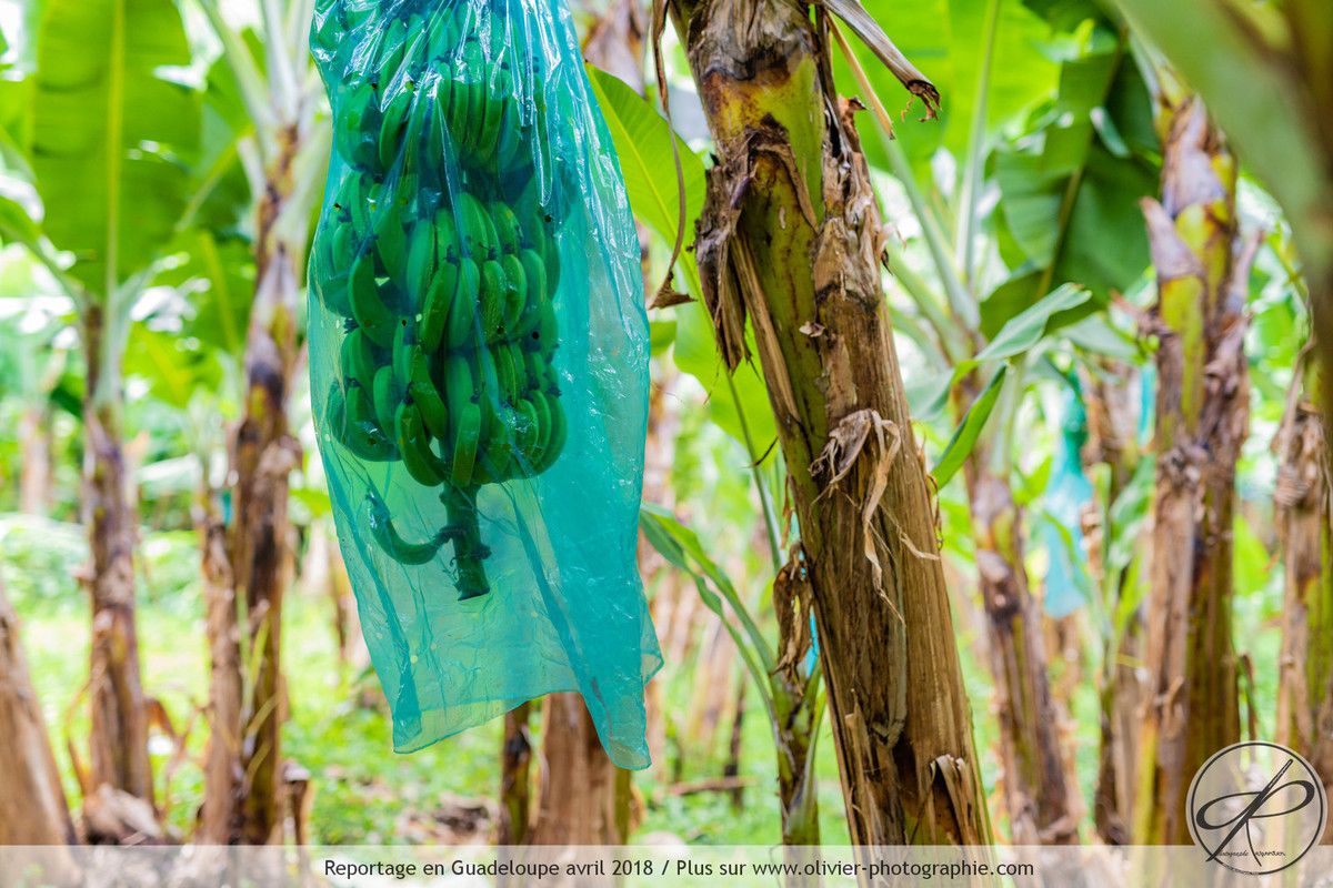 Reportage dans une bananeraie en Guadeloupe
