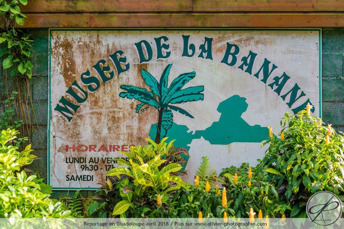 Reportage dans une bananeraie en Guadeloupe