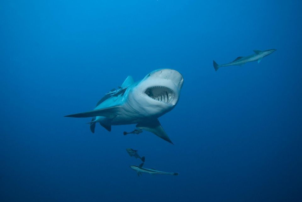 Le requin-bouledogue, présent sur les côtes réunionnaises, est l’une des cinq espèces qui peuvent être dangereuses pour l’homme. Photo Gérard Soury. Biosphoto