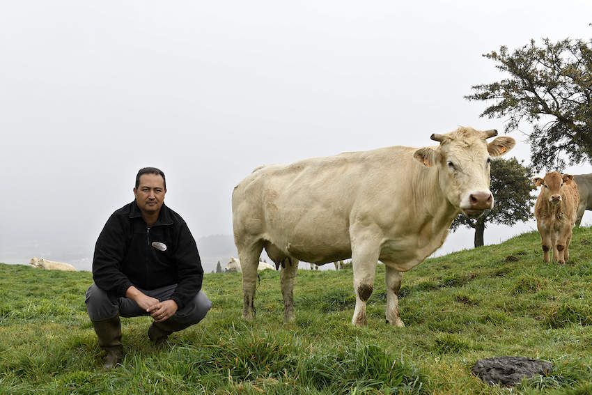 robert leucose bovine indemne maladie reunion 974 île eradique vache