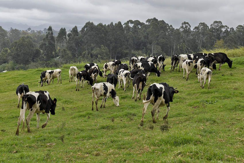 leucose bovine la reunion 974 vaches éleveur maladie éleveur eradique