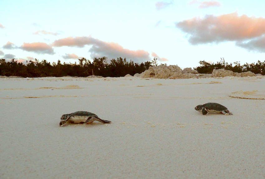 glorieuses europa îles éparses tortues biodiversite macron