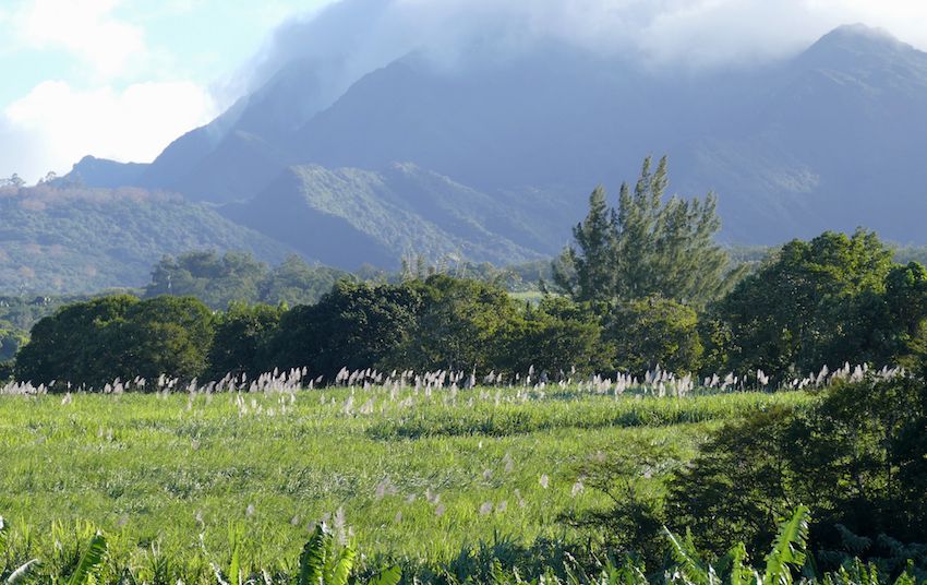 anne à sucre la réunion tereos bio fibre coupe campagne filiere