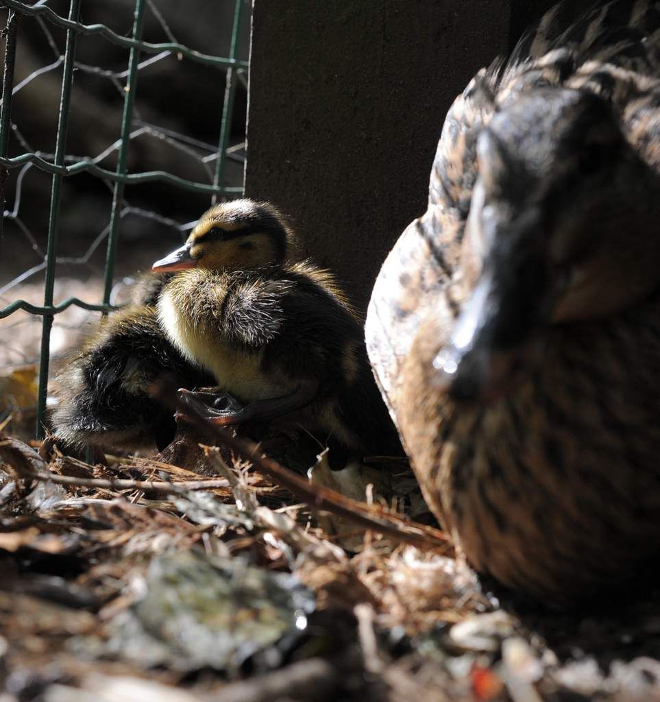deux canetons sont nés mais combien de poussins ont couru dans le verger ce WE ? pas une omelette 