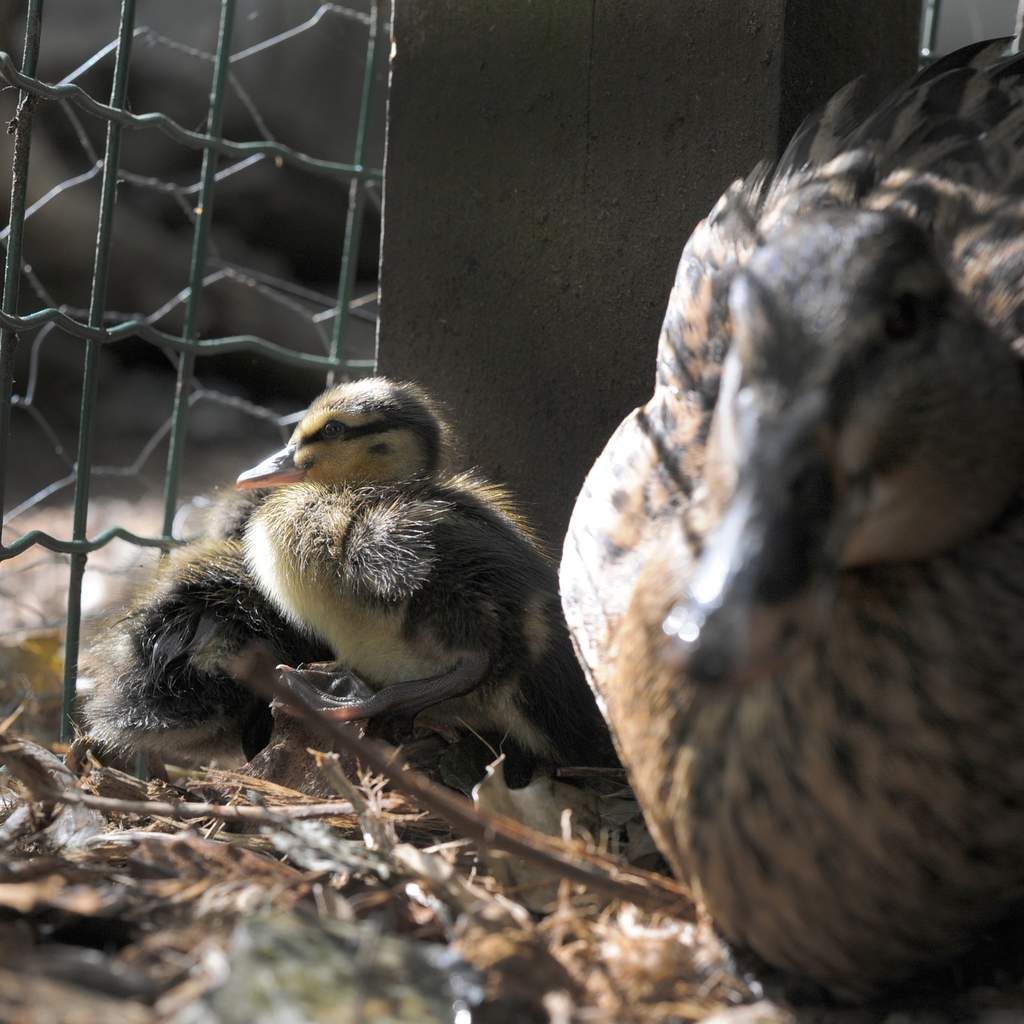 deux canetons sont nés mais combien de poussins ont couru dans le verger ce WE ? pas une omelette 