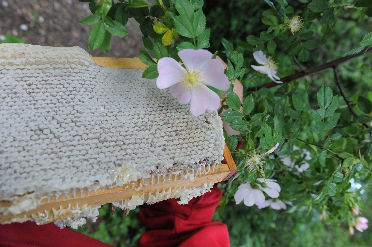 Vous êtes les bienvenus le 26 et 27 mai au verger ! ambiance guinguette !Restauration cuisine maison et vente de confitures ,ateliers apiculture ,permaculture ,arbres fruitiers,compostage etc ...