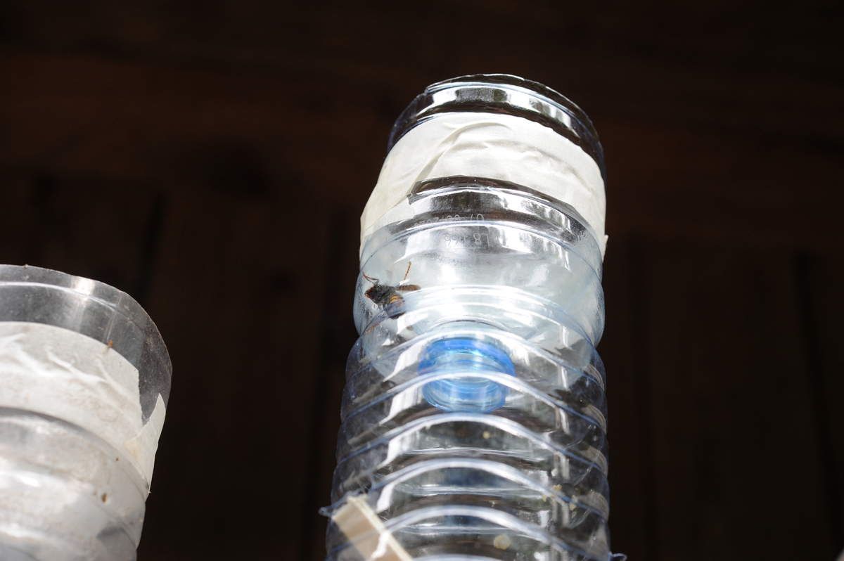 Plusieurs centaines de frelons sont capturés grâce aux pièges mis en place (bouteilles eau plastique coupées en deux )