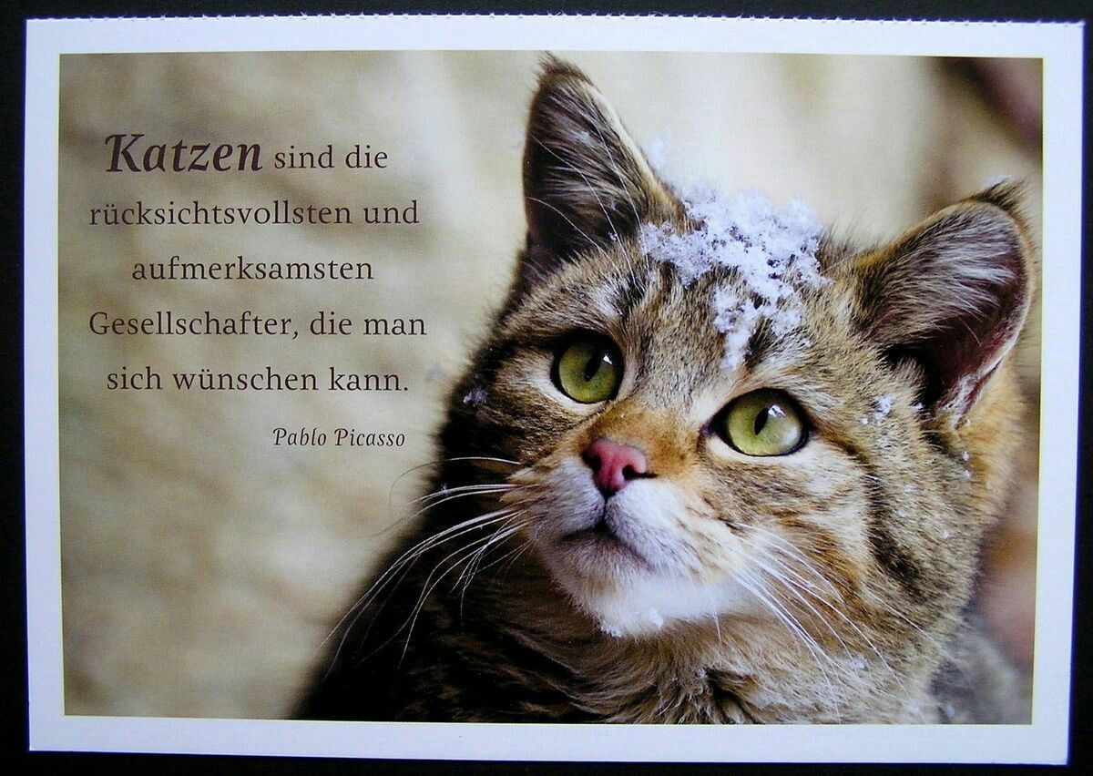 Get Katzen zitate liebe HD