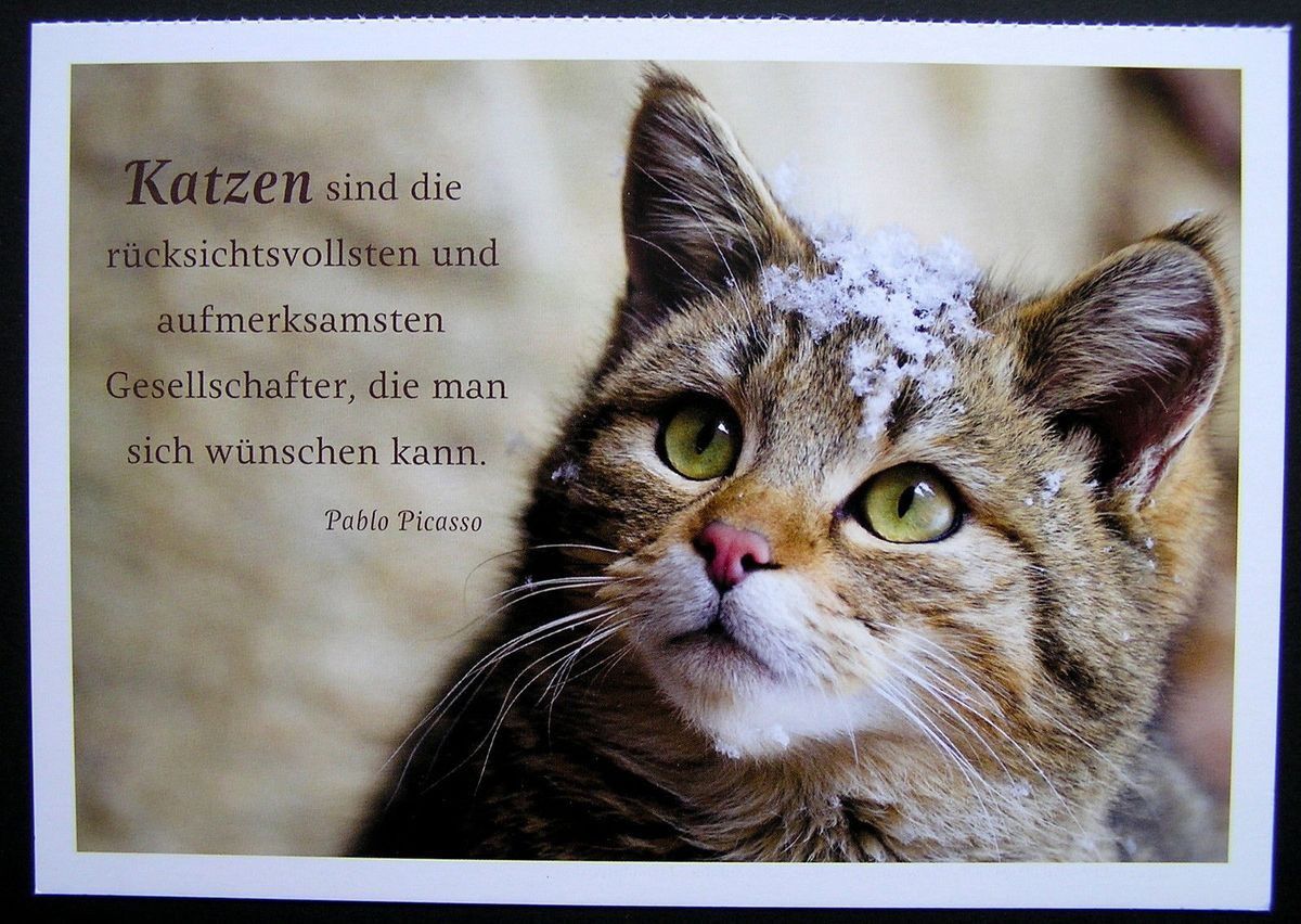 So ein Katzenleben! - Tigrou (14.02.2012) and Winnie (07.05.2012). We're  living in Switzerland, love to play, eat and sleep. We're on Instagram too  (Winnigrou)