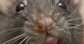 Des centaines de PDG ont démissionné juste avant que le monde ne devienne complètement fou !