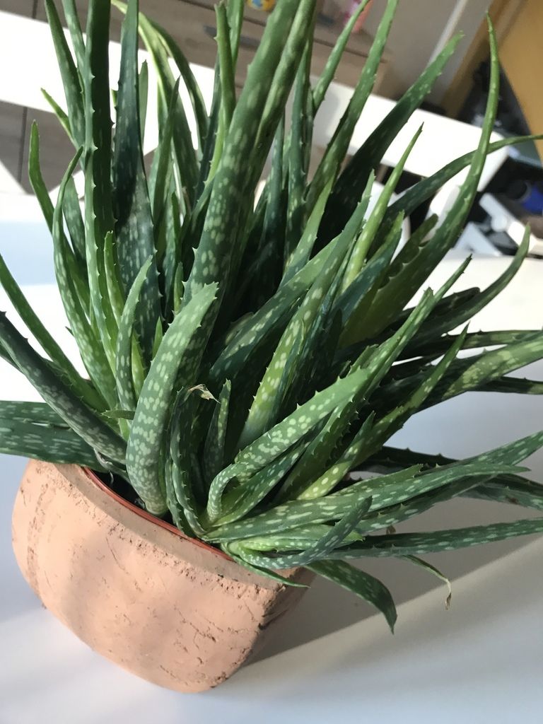 Aloe Vera Mon Allie Sante Tu Seras Les Bebes Roses Aloe Vera Mon Allie Sante Tu Seras Les Bebes Roses
