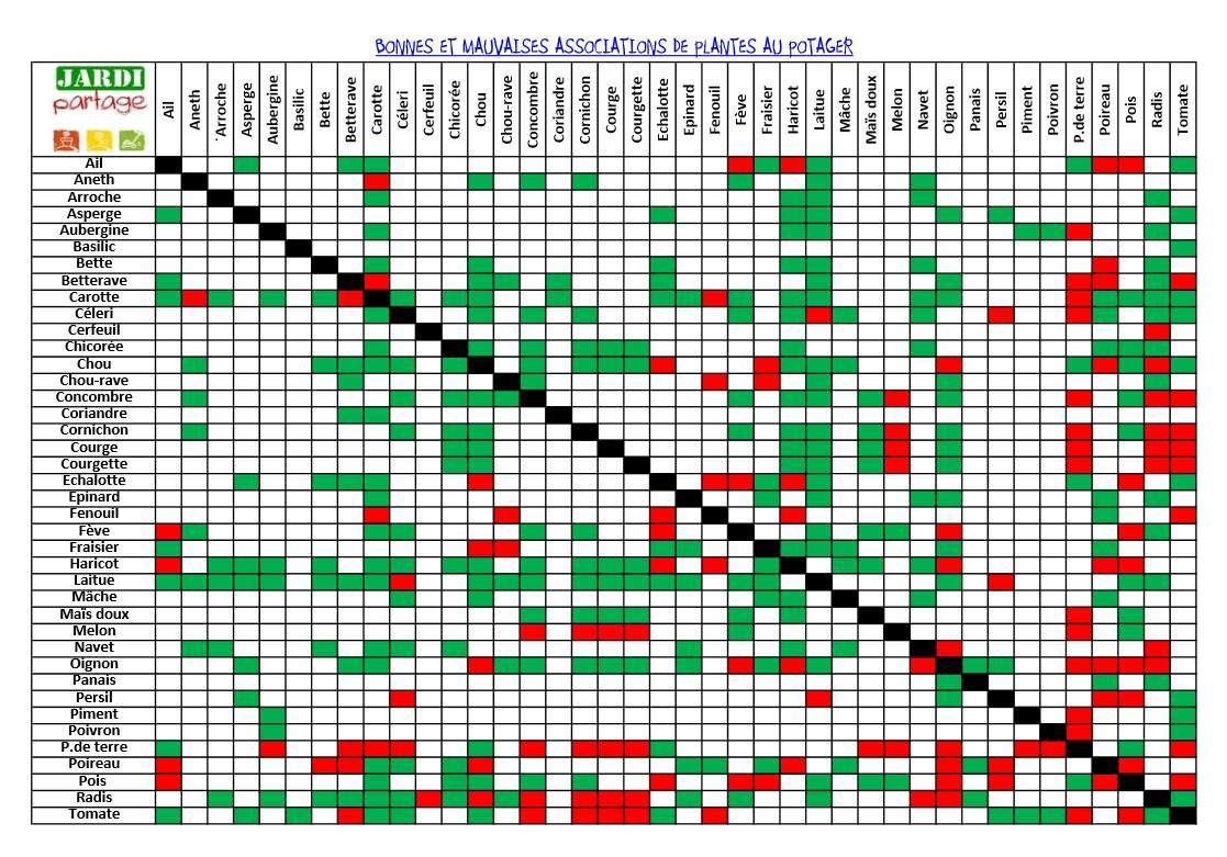 Associations de cultures au potager - Journal de Fluffy