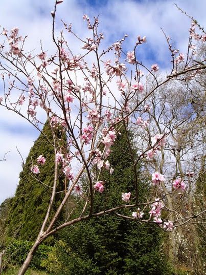 Pêcher en fleurs