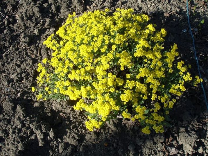 Corbeille d'or ou Alyssum saxatile