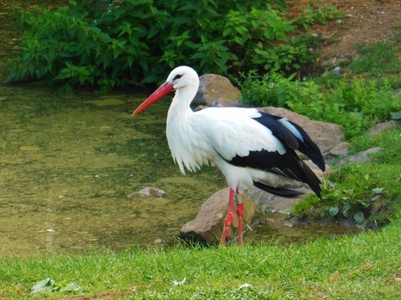 Parc de l'Eiblen 1 - Ensisheim (68)