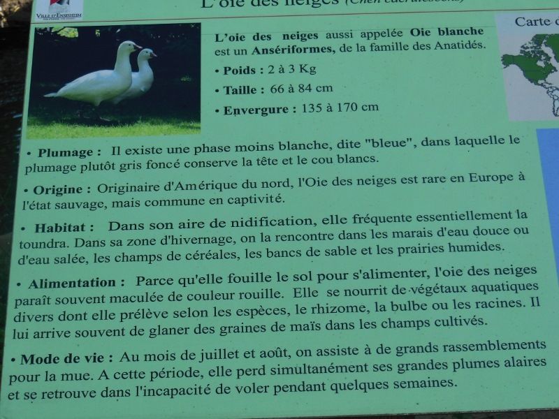 Parc de l'Eiblen 1 - Ensisheim (68)