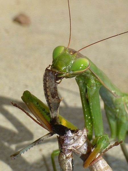 la mante religieuse l inlassable predatrice