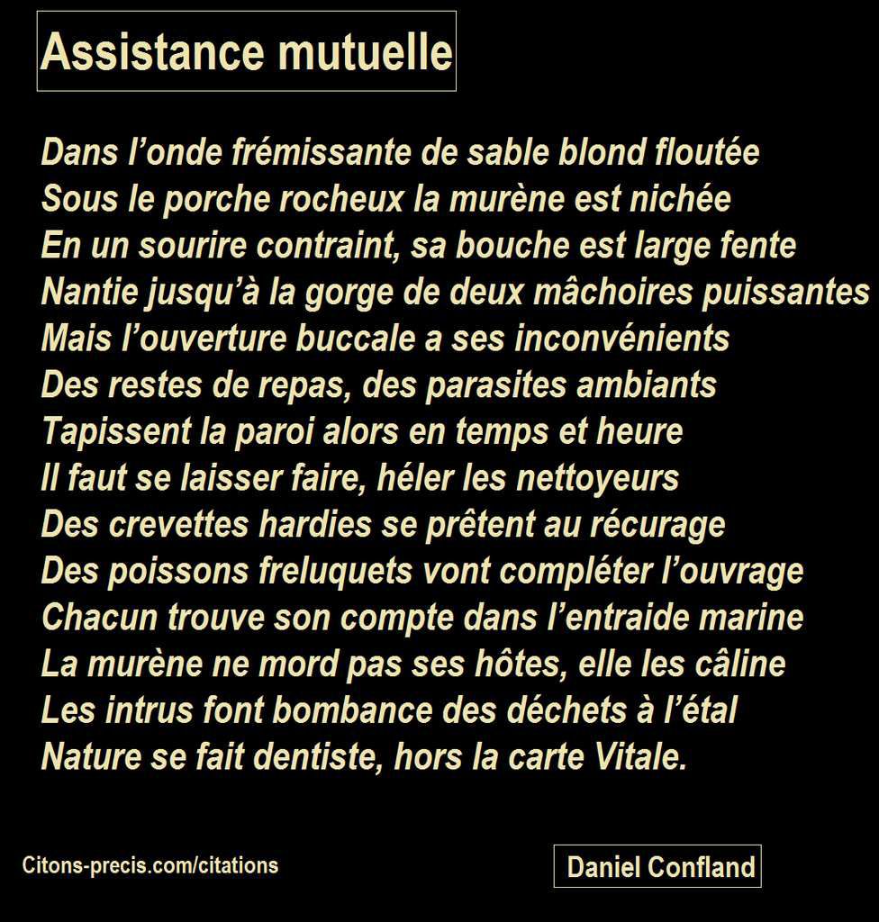 La murène et ses hôtes, les nettoyeurs de bouche, Pensée poétique : Assistance mutuelle, Daniel Confland