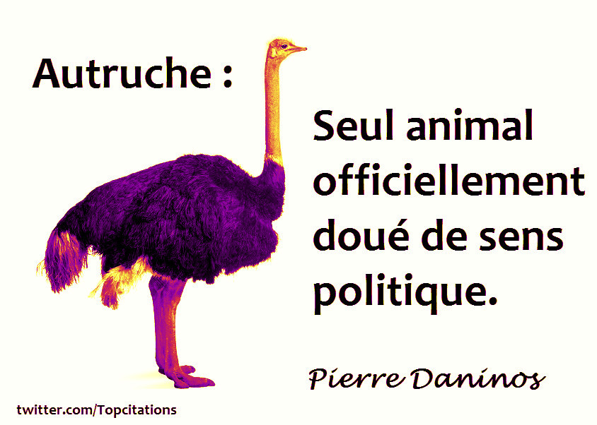 "Autruche : seul animal officiellement doué de sens politique." (Pierre Daninos)