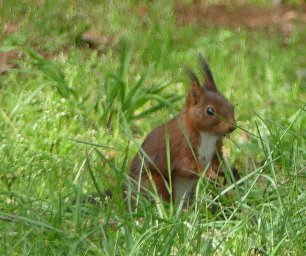 Les écureuils de la forêt de cyprès chauves...