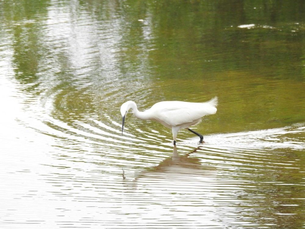 L'élégance des aigrettes garzettes...