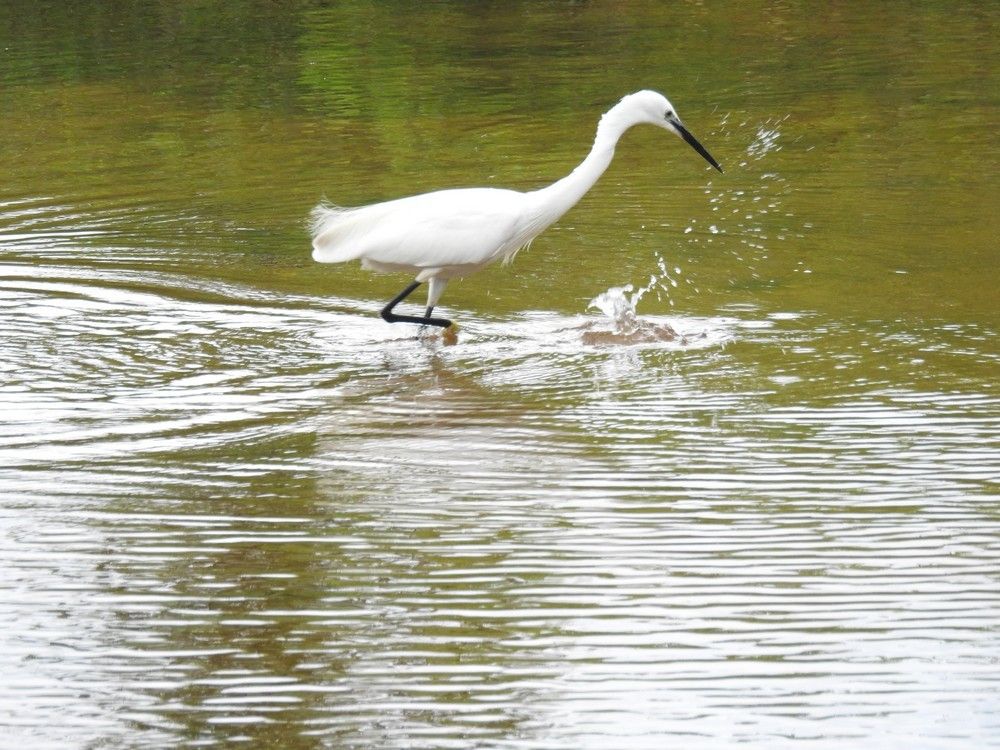 L'élégance des aigrettes garzettes...