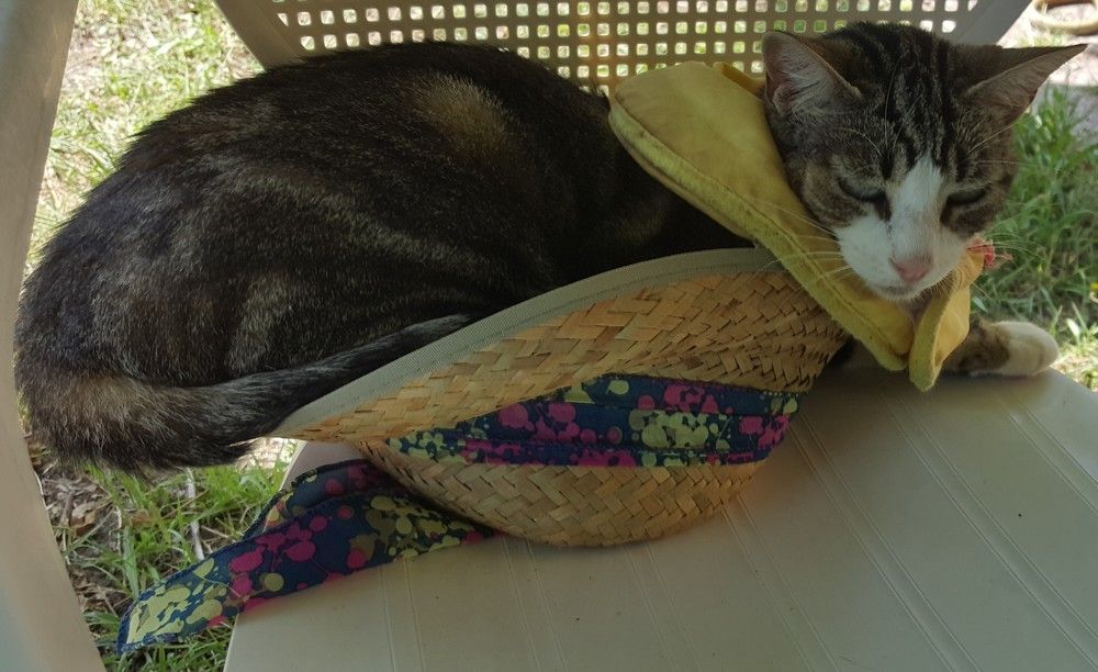 Mon Chat A Adopte Un Sac Une Bonne Nouvelle Par Jour Le Blog D Ecureuil Bleu Mon Chat A Adopte Un Sac Une Bonne Nouvelle Par Jour Le Blog D Ecureuil Bleu