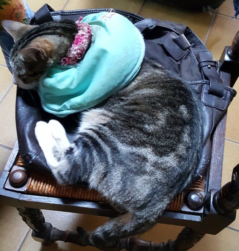 Mon Chat A Adopte Un Sac Une Bonne Nouvelle Par Jour Le Blog D Ecureuil Bleu