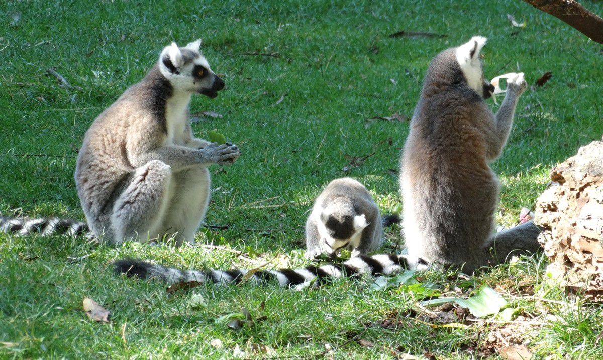 Photo prise au zoo de Beauval en juillet 2016. De gauche à droite : Madame Maki - Petit Maki - Monsieur Maki (dit Mamour)