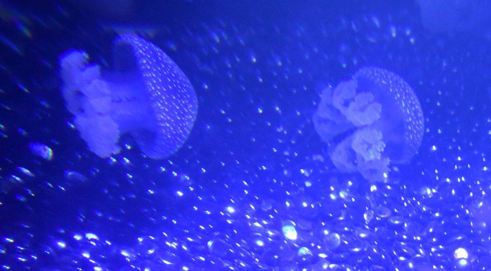 Le ballet des méduses à l'Aquarium de La Rochelle...