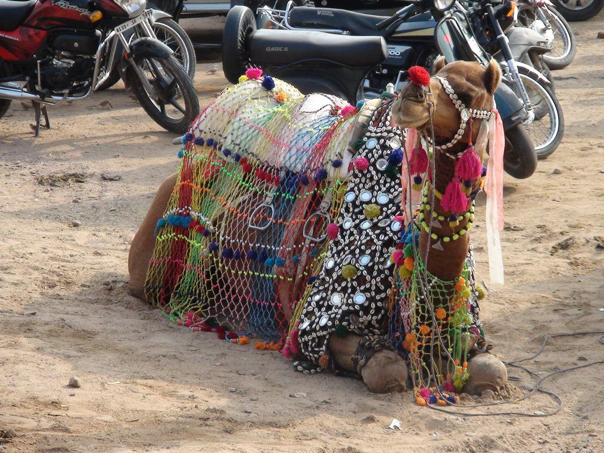 RAJASTHAN...  Plantes - Animaux (91 vues)