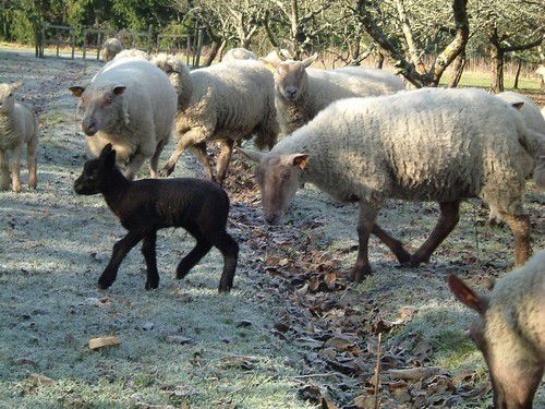 La Guerre des Moutons (Tribune Libre d'un producteur)
