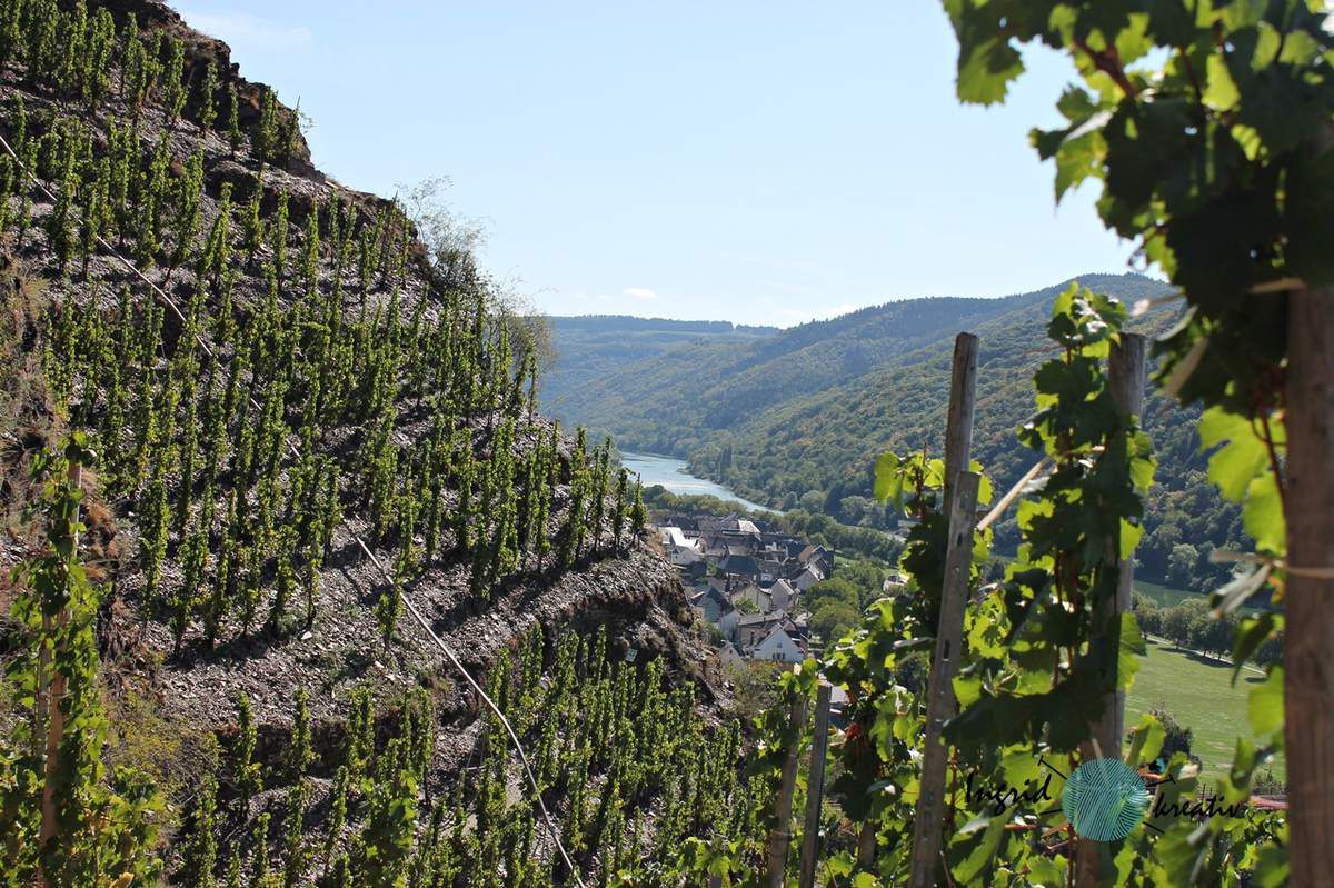 Calmont Klettersteig Mosel Weinberg steil Ediger-Eller Wandern