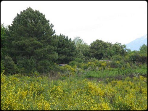 CHAMPS POPULAIRES (5ème couplet)