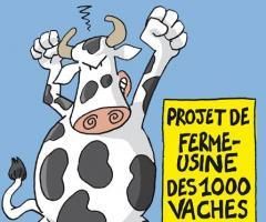 CONTRIBUTION D'UN CAMARADE PAYSAN SUR LE PROJET DE FERME-USINE DE HOULBEC COCHERLE