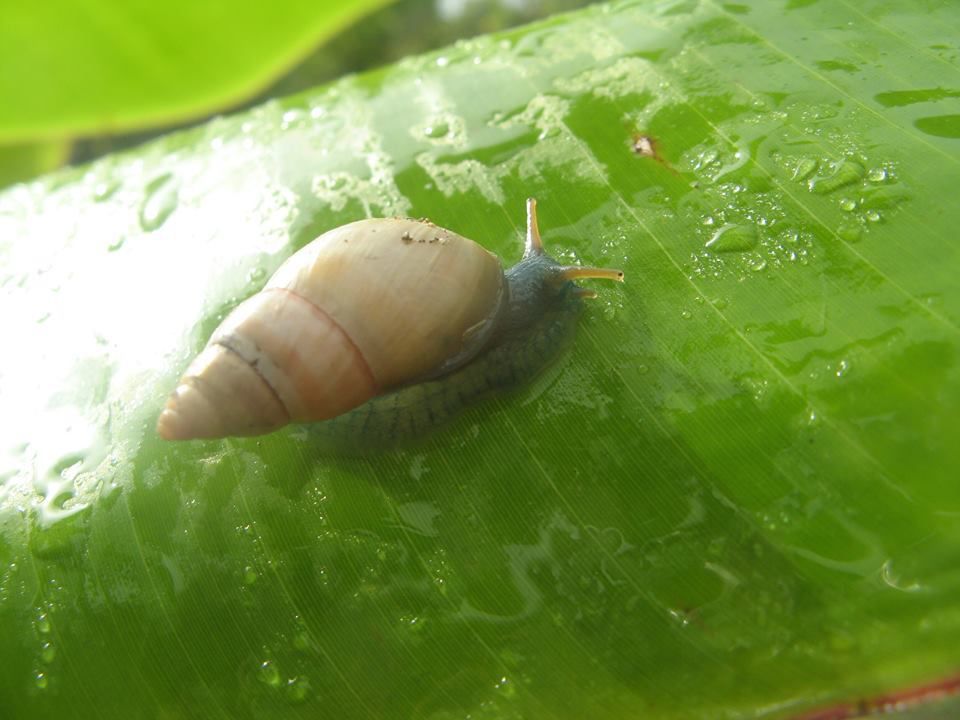 clichés de mollusques de la Martinique, vivants.