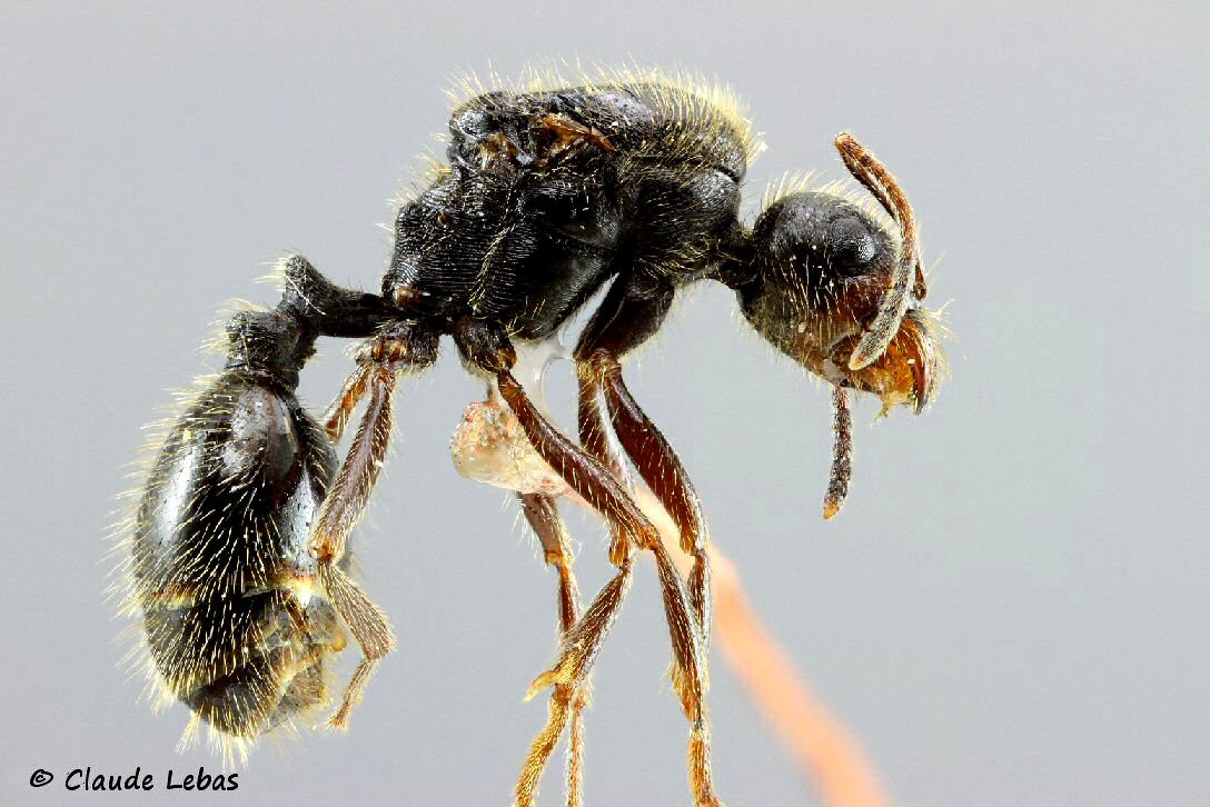 Messor ibericus Messor barbarus