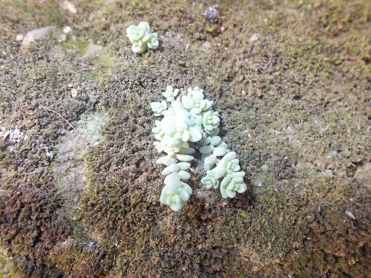 Piante grasse sul muro: ricordi fotografici