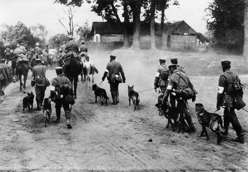 Hunde 1. Weltkrieg
