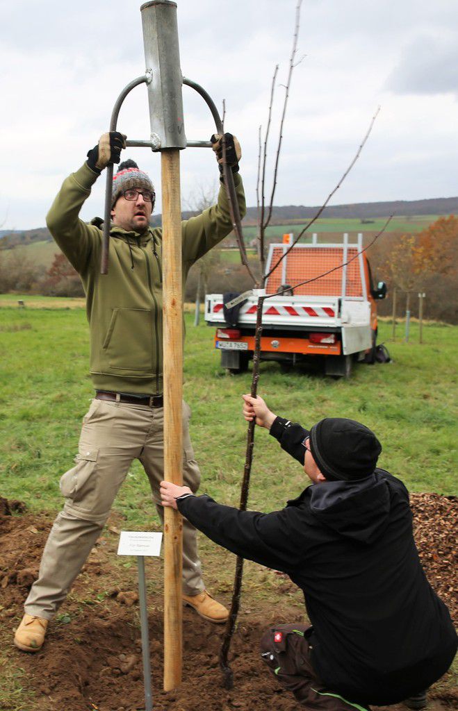 Gärtnervorarbeiter Sebastian Heller (kniend) hilft bei der Einjustierung des Stützpfahls.