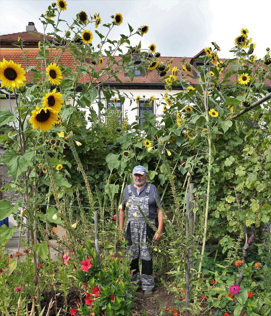 Im Garten Des Veitshochheimers Otto Kreusser Wachsen Bis Zu Funf