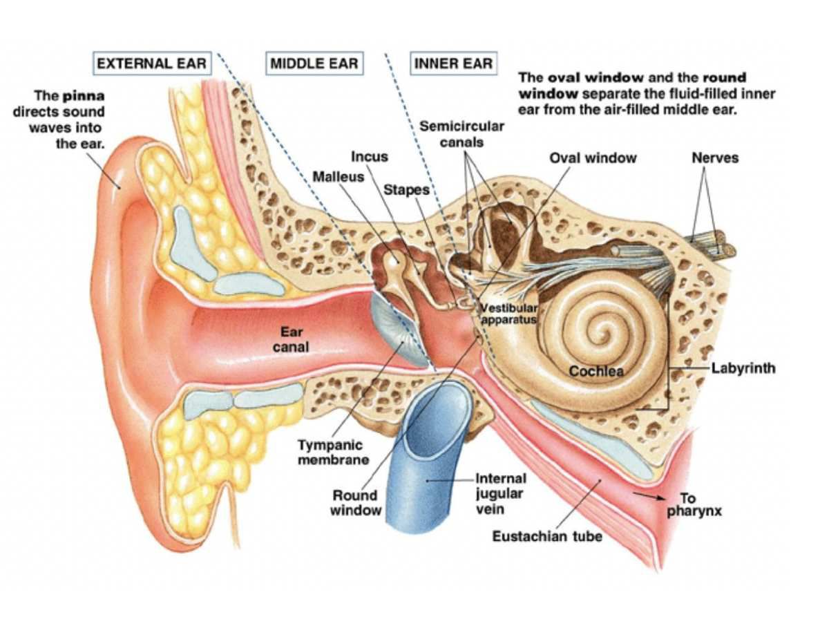 Chronic Otitis Media With Effusion Le Blog De Lorl