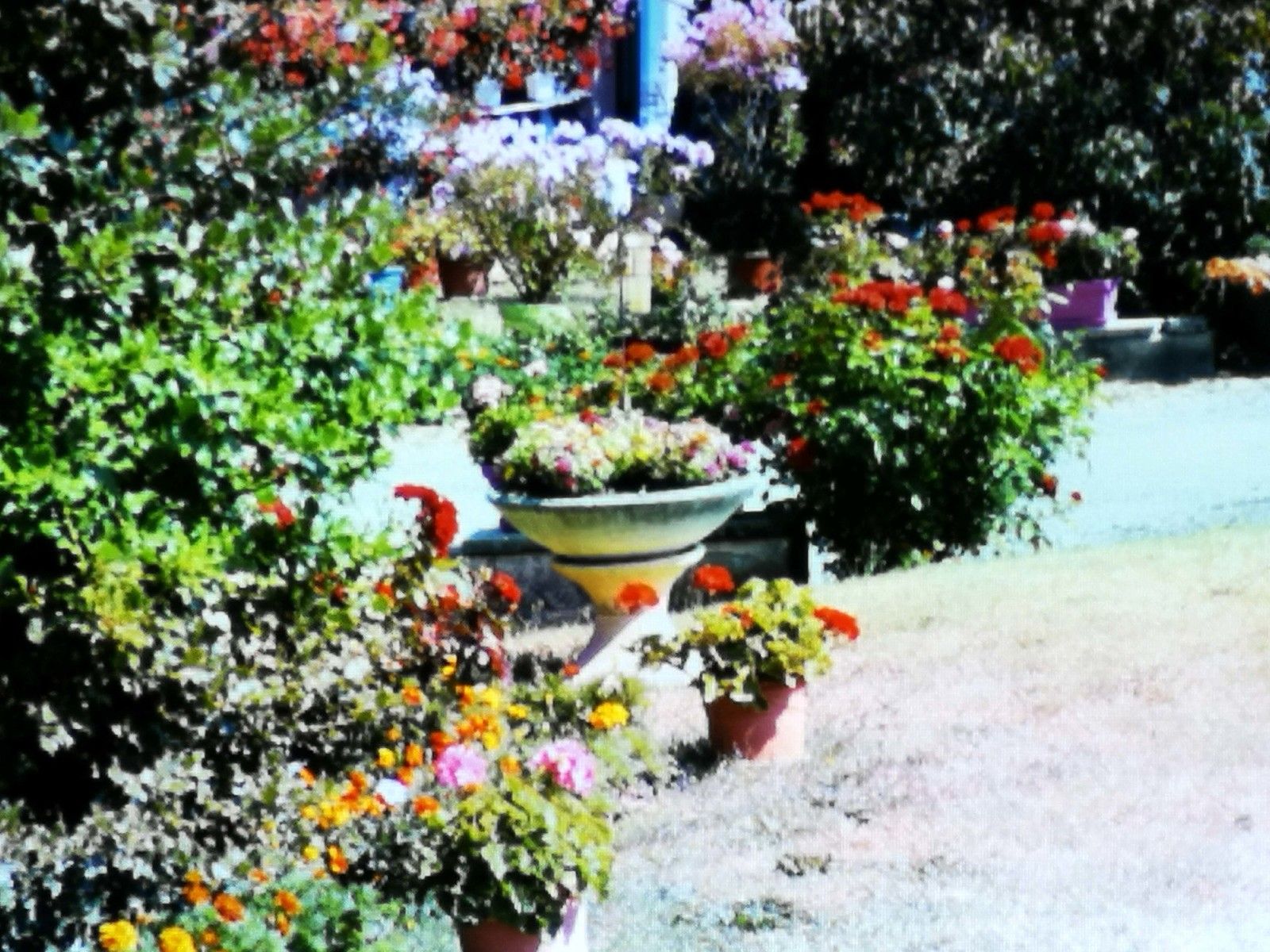 Saint-Bénigne : le comité de fleurissement est en péril.