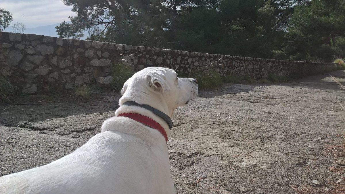 Fred, il cane di Cettina Vivirito