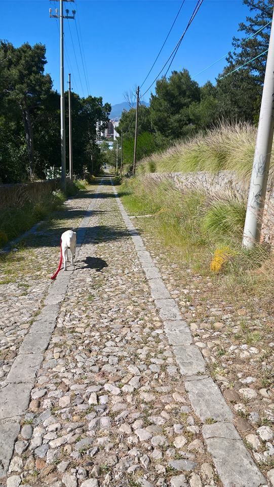 Fred il cane di Cettina Vivirito