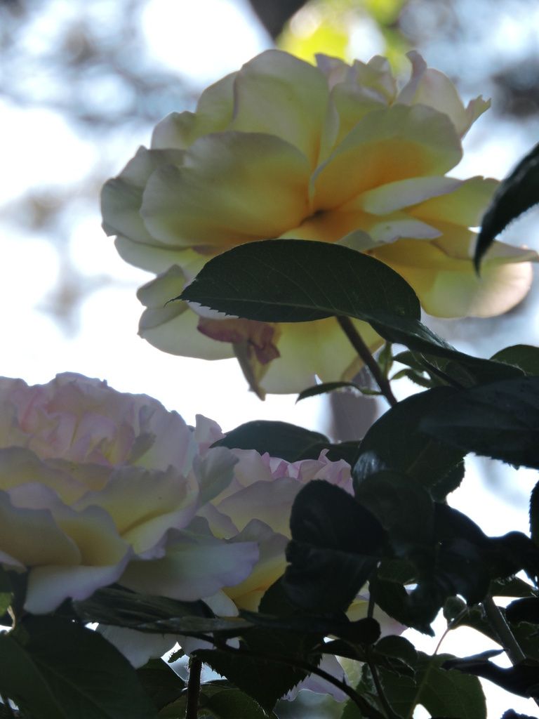 Encore des roses ^^ - Katie, à l'Ombre des Mots Songeurs