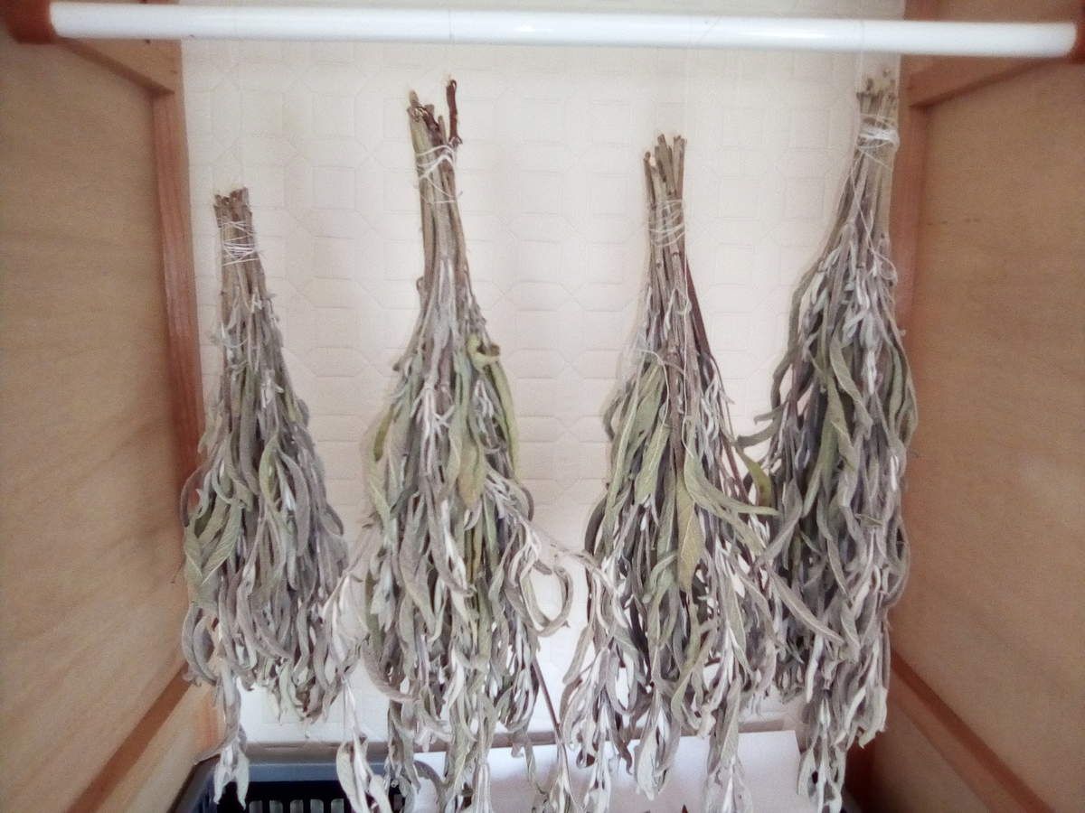 encens de sauge pour purification énergétique et désenvoûtement